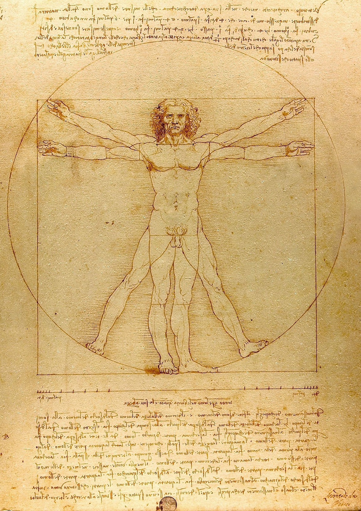 Leonardo da Vincis berühmte Darstellung der menschlichen Proportionen. Die Seitenlänge des Quadrates und der Kreisradius stehen in einer Goldenen Proportion zueinander: Leonardo da Vincis berühmte Darstellung der menschlichen Proportionen. Die Seitenlänge des Quadrates und der Kreisradius stehen in einer Goldenen Proportion zueinander